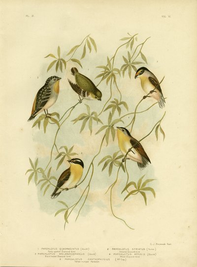 Forty-Spotted Diamondbird or Forty-Spotted Pardalote, 1891 by Gracius Broinowski